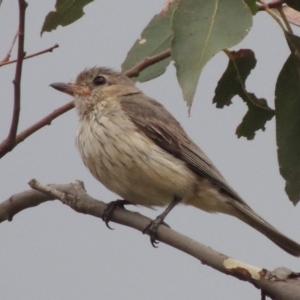 Pachycephala rufiventris at Tennent, ACT - 24 Jan 2015 08:10 PM