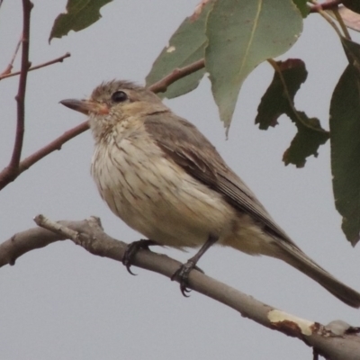 Pachycephala rufiventris (Rufous Whistler) at Tennent, ACT - 24 Jan 2015 by MichaelBedingfield