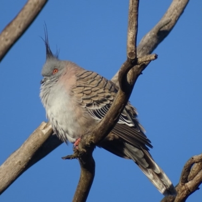 Ocyphaps lophotes (Crested Pigeon) at Fyshwick, ACT - 13 Jun 2017 by roymcd