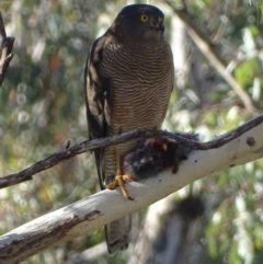 Accipiter fasciatus (Brown Goshawk) at Red Hill, ACT - 13 Jun 2017 by roymcd