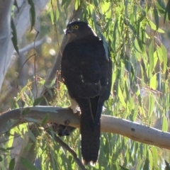 Accipiter fasciatus at Red Hill, ACT - 13 Jun 2017