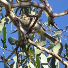 Caligavis chrysops (Yellow-faced Honeyeater) at Symonston, ACT - 13 Jun 2017 by roymcd