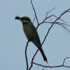 Merops ornatus (Rainbow Bee-eater) at Tennent, ACT - 28 Dec 2016 by michaelb