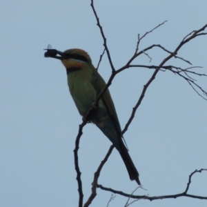 Merops ornatus at Tennent, ACT - 28 Dec 2016 08:06 PM