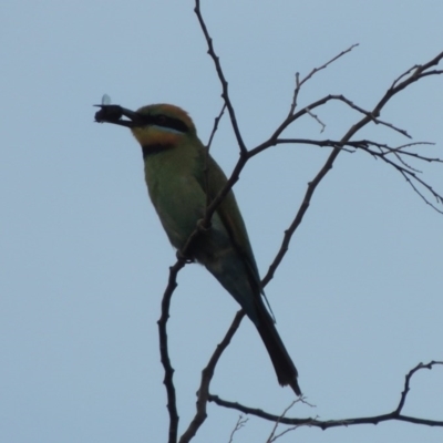 Merops ornatus (Rainbow Bee-eater) at Gigerline Nature Reserve - 28 Dec 2016 by michaelb