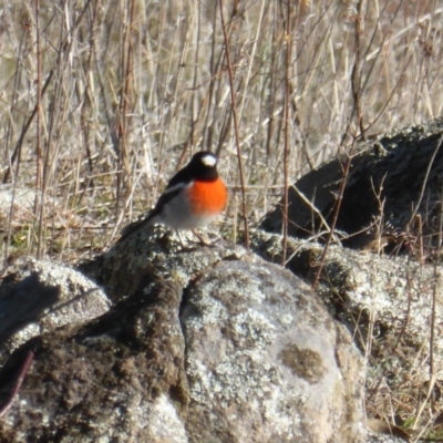 Petroica boodang (Scarlet Robin) at Isaacs Ridge and Nearby - 14 Jun 2017 by Mike