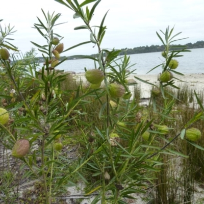 Gomphocarpus physocarpus (Balloon Cotton Bush) at Bingie, NSW - 10 Jun 2017 by CCPK