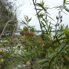 Gomphocarpus physocarpus at Bingie, NSW - 10 Jun 2017