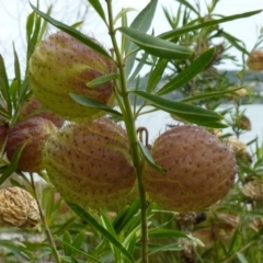 Gomphocarpus physocarpus at Bingie, NSW - 10 Jun 2017