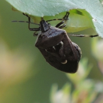 Cermatulus nasalis (Predatory shield bug, Glossy shield bug) at Gigerline Nature Reserve - 28 Dec 2016 by michaelb