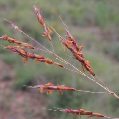 Sorghum leiocladum (Wild Sorghum) at Tennent, ACT - 28 Dec 2016 by michaelb