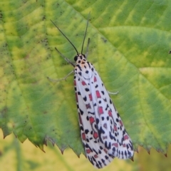 Utetheisa pulchelloides (Heliotrope Moth) at Gigerline Nature Reserve - 28 Dec 2016 by michaelb