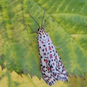 Utetheisa pulchelloides at Tennent, ACT - 28 Dec 2016 07:47 PM