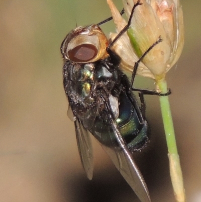 Rutilia (Chrysorutilia) sp. (genus & subgenus) (A Bristle Fly) at Gigerline Nature Reserve - 28 Dec 2016 by michaelb