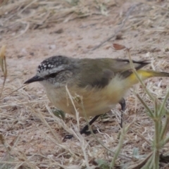 Acanthiza chrysorrhoa (Yellow-rumped Thornbill) at Tennent, ACT - 28 Dec 2016 by MichaelBedingfield