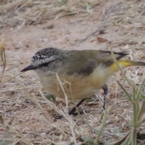 Acanthiza chrysorrhoa at Tennent, ACT - 28 Dec 2016