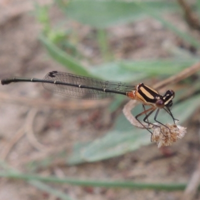 Nososticta solida (Orange Threadtail) at Gigerline Nature Reserve - 28 Dec 2016 by michaelb