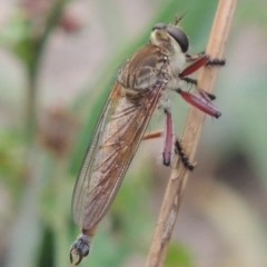 Colepia ingloria (A robber fly) at Gigerline Nature Reserve - 28 Dec 2016 by michaelb