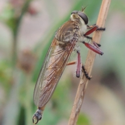 Colepia ingloria (A robber fly) at Gigerline Nature Reserve - 28 Dec 2016 by michaelb