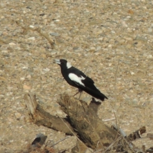 Gymnorhina tibicen at Tennent, ACT - 28 Dec 2016 07:50 PM