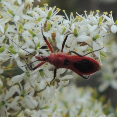 Gminatus australis (Orange assassin bug) at Gigerline Nature Reserve - 28 Dec 2016 by michaelb