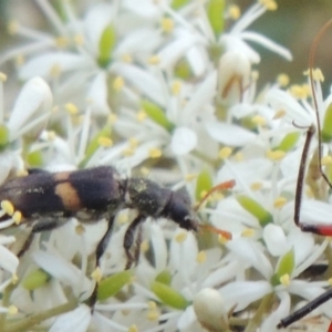 Eleale pulchra at Tennent, ACT - 28 Dec 2016 07:58 PM