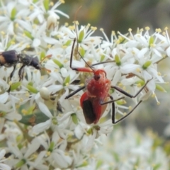 Eleale pulchra at Tennent, ACT - 28 Dec 2016