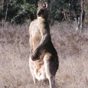 Macropus giganteus at Greenway, ACT - 14 Jun 2017