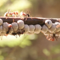 Cryptes baccatus (Wattle Tick Scale) at MTR591 at Gundaroo - 4 Oct 2014 by MaartjeSevenster