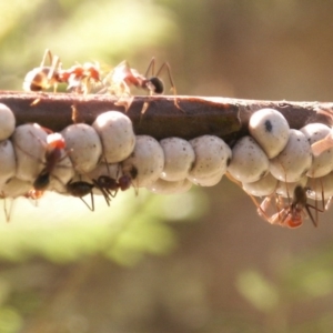 Cryptes baccatus at Gundaroo, NSW - 5 Oct 2014 07:12 AM