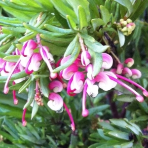 Grevillea iaspicula at Garran, ACT - suppressed