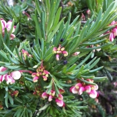 Grevillea iaspicula at Garran, ACT - 15 Jun 2017