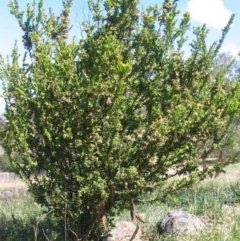 Grevillea iaspicula at Garran, ACT - 15 Jun 2017