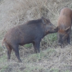 Sus scrofa (Pig (feral)) at Point Hut to Tharwa - 14 Jun 2017 by michaelb