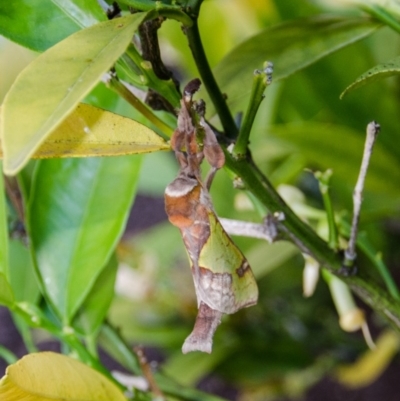 Aenetus ligniveren (Common Splendid Ghost Moth) at QPRC LGA - 17 Nov 2016 by AlisonMilton