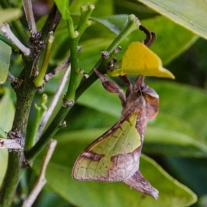 Aenetus ligniveren at Karabar, NSW - 17 Nov 2016