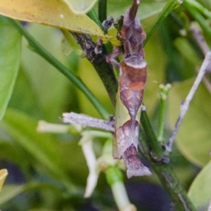 Aenetus ligniveren at Karabar, NSW - 17 Nov 2016