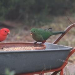 Alisterus scapularis (Australian King-Parrot) at Higgins, ACT - 15 Jun 2017 by Alison Milton