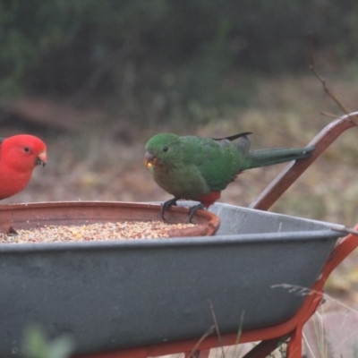 Alisterus scapularis (Australian King-Parrot) at Higgins, ACT - 15 Jun 2017 by Alison Milton