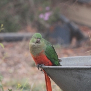 Alisterus scapularis at Higgins, ACT - 15 Jun 2017