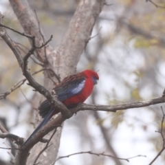 Platycercus elegans (Crimson Rosella) at Higgins, ACT - 14 Jun 2017 by Alison Milton