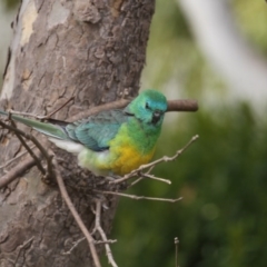 Psephotus haematonotus (Red-rumped Parrot) at Higgins, ACT - 5 Jun 2017 by AlisonMilton