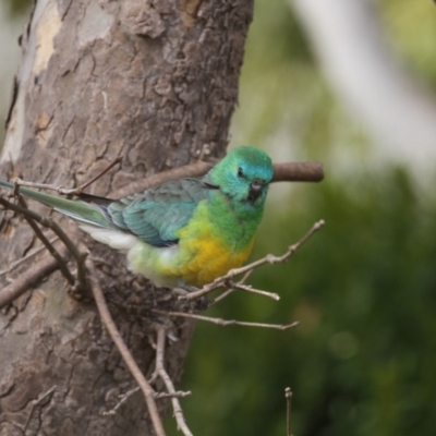 Psephotus haematonotus (Red-rumped Parrot) at Higgins, ACT - 5 Jun 2017 by AlisonMilton