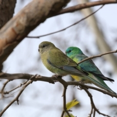 Psephotus haematonotus at Higgins, ACT - 5 Jun 2017