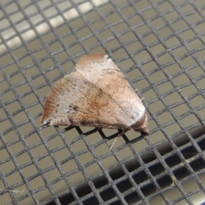 Mataeomera coccophaga (Brown Scale-moth) at Pollinator-friendly garden Conder - 1 Jan 2017 by michaelb