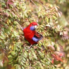 Platycercus elegans (Crimson Rosella) at Higgins, ACT - 5 Jun 2017 by Alison Milton