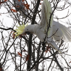 Cacatua galerita at Higgins, ACT - 5 Jun 2017 11:07 AM