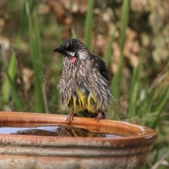 Anthochaera carunculata (Red Wattlebird) at Higgins, ACT - 5 Jun 2017 by Alison Milton