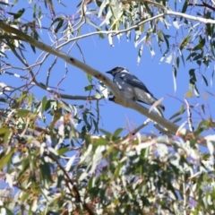 Coracina novaehollandiae (Black-faced Cuckooshrike) at Higgins, ACT - 11 May 2017 by AlisonMilton