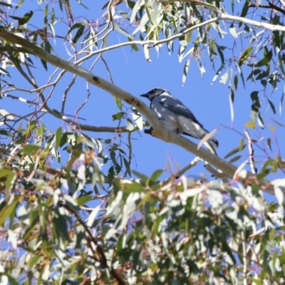 Coracina novaehollandiae (Black-faced Cuckooshrike) at Higgins, ACT - 10 May 2017 by Alison Milton